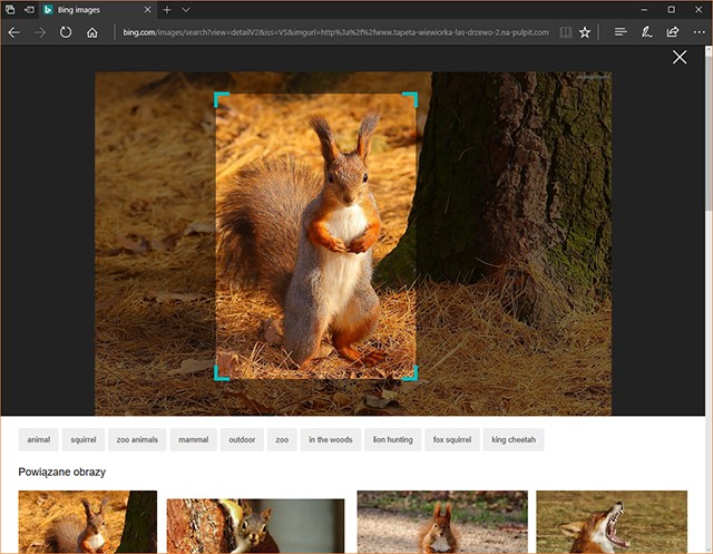 Tak właśnie wygląda korzystanie z Bing Visual Search